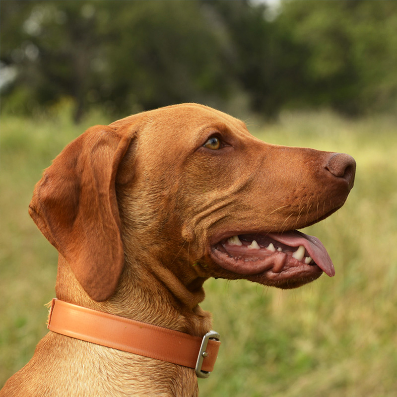 A close-up side profile of a brown dog with a short coat, wearing a leather collar. The dog’s mouth is slightly open, with its tongue visible, and it appears to be panting. The background shows a blurred, grassy outdoor setting, creating a peaceful, natural environment.