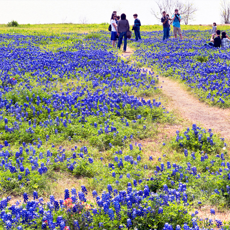 A group of people walking and gathering in a field covered with vibrant bluebonnet flowers. A dirt path winds through the sea of purple-blue blooms, leading toward a calm body of water in the background. The scene has a peaceful, springtime atmosphere with individuals admiring and photographing the flowers in the open field.