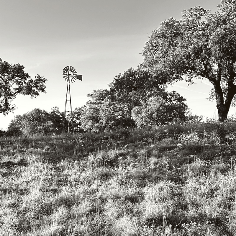 A black-and-white photograph of a grassy hill topped with oak trees and a tall metal windmill. The landscape is open and gently sloping, with wild grasses covering the ground. The windmill stands alone against the sky, adding a nostalgic, rural feel to the scene, while the trees provide a natural backdrop.