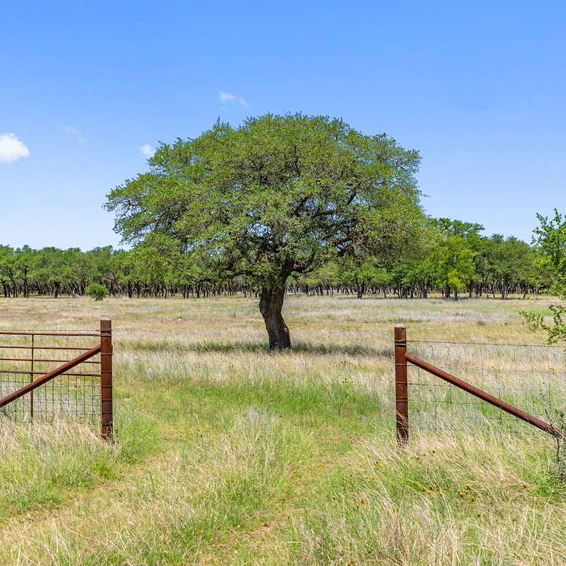 A single tree stands in the middle of a grassy field, framed by an open metal gate in the foreground. The bright blue sky contrasts with the lush greenery, and a line of trees is visible in the distance. The scene is open and inviting, suggesting a peaceful rural landscape.