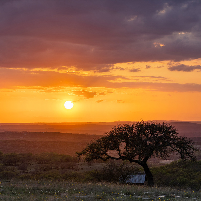 A vibrant sunset casts a golden and orange glow over the landscape, with a lone tree silhouetted in the foreground. The sky is a mix of warm hues and dark clouds, creating a dramatic backdrop as the sun nears the horizon. Rolling hills and scattered trees stretch into the distance, adding depth and tranquility to the scenic view.