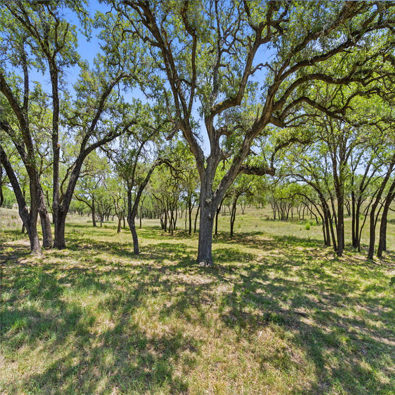 A serene grove of tall, mature oak trees stands in a grassy field under a bright blue sky. The sunlight filters through the leafy branches, casting soft shadows on the ground. The open landscape beyond the trees suggests a peaceful, natural environment.