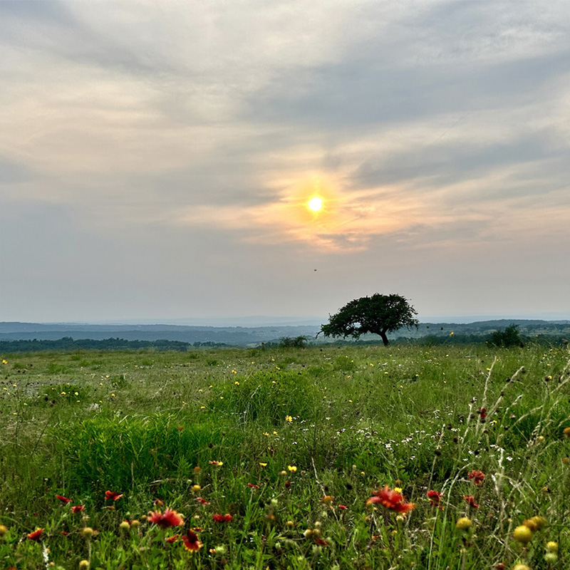 A lone tree stands in a wide, open field as the sun sets behind thin clouds, casting a soft golden light over the landscape. Wildflowers in shades of red and yellow dot the grassy foreground, while distant hills fade into the horizon, creating a peaceful and expansive scene.