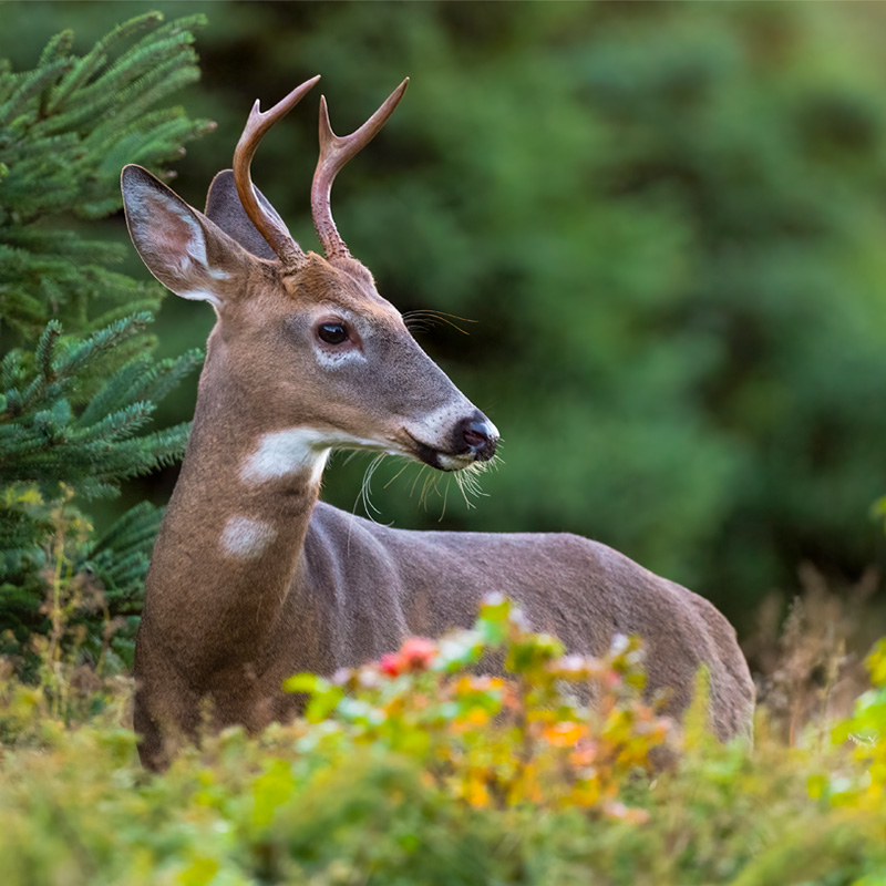 A young buck with small antlers stands alert among dense green foliage and colorful undergrowth. Its sleek brown coat and white markings are highlighted against the blurred natural background, creating a peaceful woodland scene.