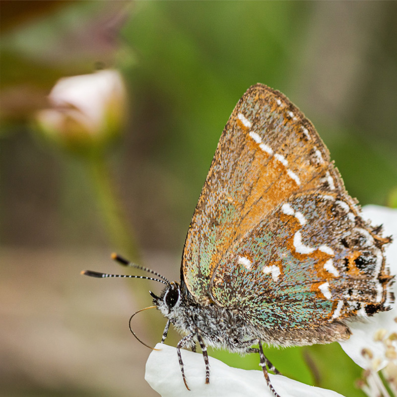 A close-up of a butterfly with intricate, textured wings displaying shades of brown, orange, and green, along with white markings. The butterfly is perched on a white flower, sipping nectar, with a blurred green background, emphasizing the details of the butterfly's wings and delicate antennae.