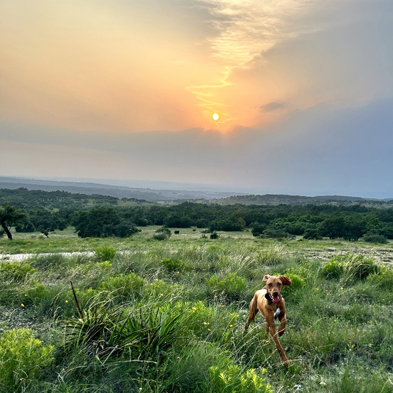 A brown dog runs energetically through a grassy field in the foreground, while a stunning sunset illuminates the sky. The sun is partially obscured by clouds, casting a warm, golden light over the rolling hills and lush greenery in the background. The scene feels peaceful and open, with the dog adding a sense of playful movement.