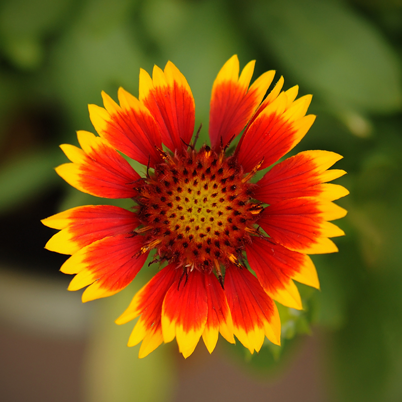 A vibrant close-up of a red and yellow flower, with petals transitioning from deep red at the center to bright yellow at the tips. The center of the flower features a dense cluster of small, dark red seeds or florets. The background is blurred with soft green foliage, allowing the colorful flower to stand out in sharp focus.